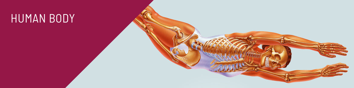 Human Body