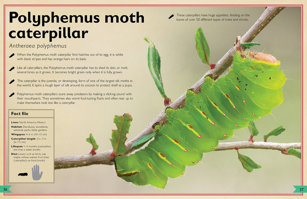 The Magnificent Book of Butterflies & Moths