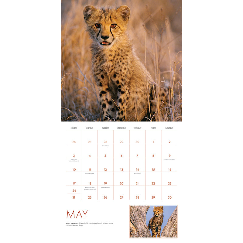2026 Baby Animals Wall Calendar