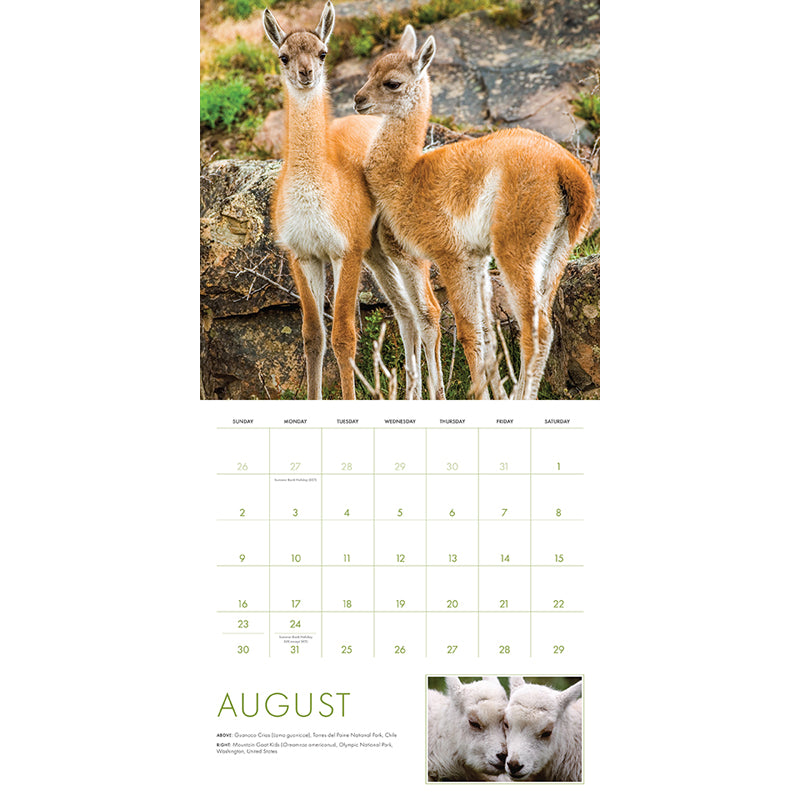 2026 Baby Animals Wall Calendar