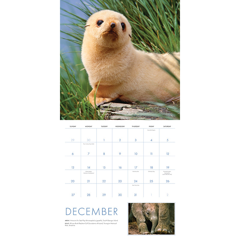 2026 Baby Animals Wall Calendar