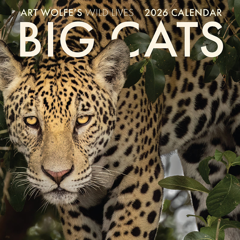 2026 Big Cats Wall Calendar
