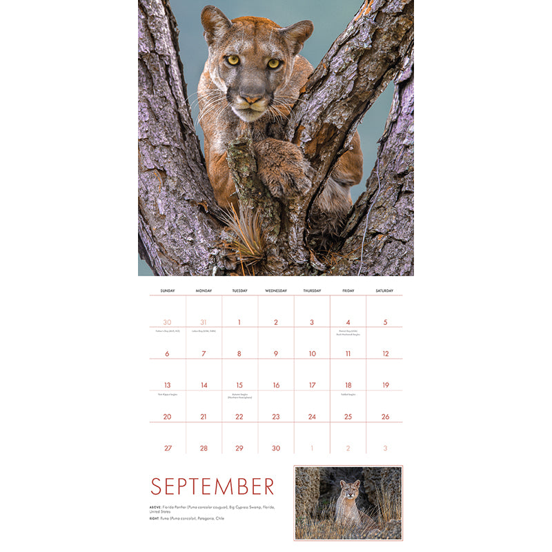 2026 Big Cats Wall Calendar