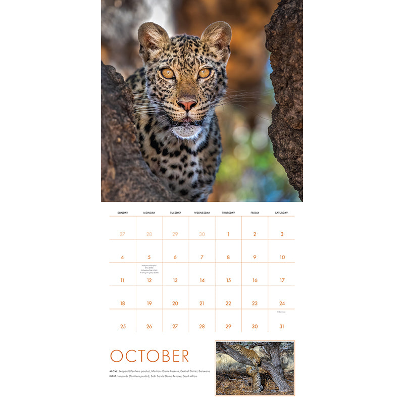 2026 Big Cats Wall Calendar