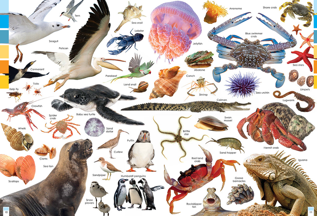 Habitats and the Animals Who Live in Them