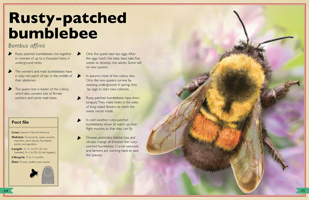 The Magnificent Book of Insects and Spiders